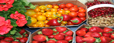 Atwater Market