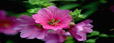 Portrait de Fleurs-Exposition
